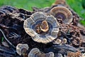 Trametes versicolor, Turkey Tail Mushrooms, common polypore mushroom