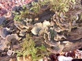 Trametes versicolour fungus mushroom fungi Royalty Free Stock Photo