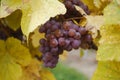 Traminer wine grape in autumn Royalty Free Stock Photo