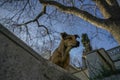 tramp dog of istanbul street portrait Royalty Free Stock Photo