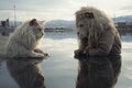 Tramp vagabond Cat mirroring in a white lion, digital art illustration generative ai