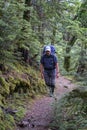 tramper in a beech forest