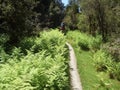 Tramping on Copland track on West Coast of New Zealand Royalty Free Stock Photo