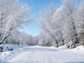 Trampled Path Through a Snow-Covered Lawn Leading to the Enchanting Forest.