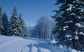 Trampled Path Through a Snow-Covered Lawn Leading to the Enchanting Forest.