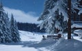 Trampled Path Through a Snow-Covered Lawn Leading to the Enchanting Forest.