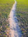 Trampled road in the field. Winding road through the field