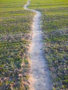 Trampled road in the field. Winding road through the field