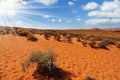 Trampled sandy slope and bushes dry