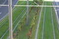 Tramway rail in town with lawn and grape vine in Bordeaux France Royalty Free Stock Photo