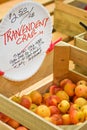 Trancendent Crab Apples in a Wooden Crate