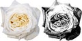 Vector illustration of white rose from my garden Royalty Free Stock Photo
