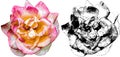 Vector illustration of pink and yellow rose from my garden Royalty Free Stock Photo