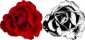 Vector illustration of red rose from my garden Royalty Free Stock Photo