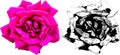 Vector illustration of pink rose from my garden Royalty Free Stock Photo