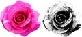 Vector illustration of pink rose from my garden Royalty Free Stock Photo