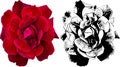 Vector illustration of red rose from my garden Royalty Free Stock Photo