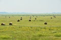 Tranditional hay rolls at Hortobagy Royalty Free Stock Photo