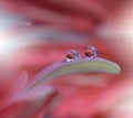 Tranquil abstract closeup art background.Macro photography,water drops.Beautiful Nature.Floral Art.Spring,pink,plant.Amazing.Pure.