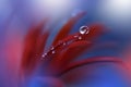 Beautiful Nature Background.Tranquil Abstract Closeup Art Photography.Artistic Blue Wallpaper.Floral Fantasy Design.Drop,water,red