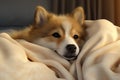 Tranquil Aerial View. Adorable Puppy Peacefully Sleeping Under Soft Blanket on Comfortable Bed