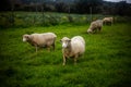 Tranquil Alentejo Winter: A quartet of sheep peacefully grazes on lush green fields. Royalty Free Stock Photo