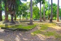 Tranquil Ancient Temple Courtyard: Discover Peace and History Amidst Towering Tree Trunks