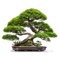 Tranquil Artistry: Beautiful Bonsai Tree Isolated on White Background. Generative ai