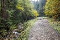 Tranquil autumn footpath along the stream through forest