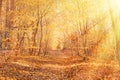 A tranquil autumn forest, bathed in golden leaves