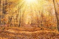 A tranquil autumn forest, bathed in golden leaves