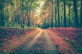 Tranquil autumn forest with a footpath through a beautiful woods