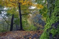 Tranquil autumn forest