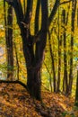 Tranquil autumn scenery showing a magnificent old tree with colo Royalty Free Stock Photo