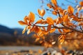 Tranquil autumn setting tree leaves blend seamlessly with the clear sky