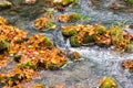 Autumn stream of mountain river with stones and colorful autumn leaves Royalty Free Stock Photo