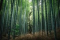 Tranquil bamboo bliss