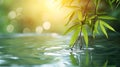 Tranquil Bamboo by the Water Background, Nature Wallpaper, Spa Backdrop, Green Plants, Natural Beauty Photo Royalty Free Stock Photo