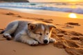 Tranquil beach scene with cute dog puppy relaxing on sandy shore by gentle sea waves Royalty Free Stock Photo