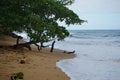 Tranquil beach with gentle surf, yellow sand and tropical tree Royalty Free Stock Photo