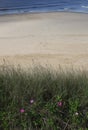 Tranquil beach scene with pink flowers