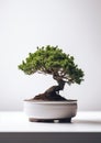 Minimalistic Bonsai Tree on White Background. Generative AI