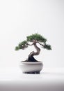 Minimalistic Bonsai Tree on White Background. Generative AI