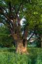 Tranquil beauty of a summer evening in desolate countryside. An old branched oak tree with deep hollow in its trunk and lush crown Royalty Free Stock Photo