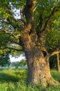 Tranquil beauty of a summer evening in desolate countryside. An old branched oak tree with deep hollow in its trunk and lush crown Royalty Free Stock Photo