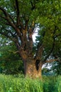 Tranquil beauty of a summer evening in desolate countryside. An old branched oak tree with deep hollow in its trunk and lush crown Royalty Free Stock Photo