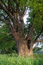 Tranquil beauty of a summer evening in desolate countryside. An old branched oak tree with deep hollow in its trunk and lush crown Royalty Free Stock Photo