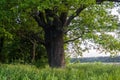 Tranquil beauty of a summer evening in desolate countryside. An old branched oak tree with deep hollow in its trunk and lush crown Royalty Free Stock Photo