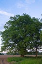 Tranquil beauty of a summer evening in desolate countryside. An old branched oak tree with deep hollow in its trunk and lush crown Royalty Free Stock Photo