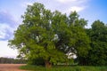 Tranquil beauty of a summer evening in desolate countryside. An old branched oak tree with deep hollow in its trunk and lush crown Royalty Free Stock Photo